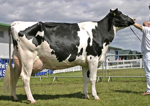 holstein-cows-holstein-cow1