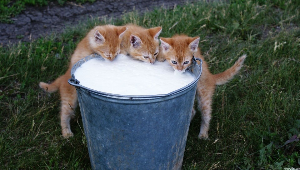 hungry kittens 1920x1080